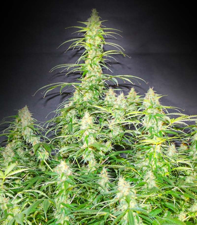 Сорт Animal Face Auto fem (Cali Buds Seeds) Сорт Animal Face Auto fem (Cali Buds Seeds) — изображение 3