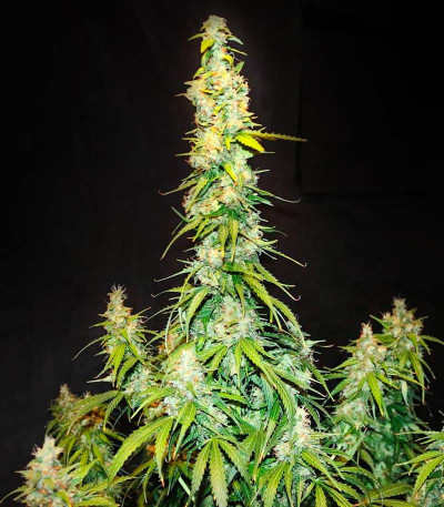 Сорт Animal Face Auto fem (Cali Buds Seeds) Сорт Animal Face Auto fem (Cali Buds Seeds) — изображение 4