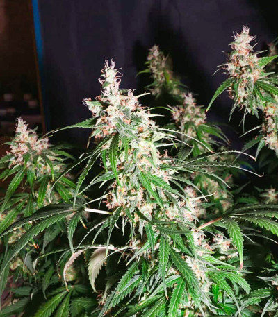 Сорт Animal Face Auto fem (Cali Buds Seeds) Сорт Animal Face Auto fem (Cali Buds Seeds) — изображение 5