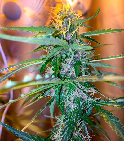 Сорт Apple Betty Auto fem (Herbies Seeds) Сорт Apple Betty Auto fem (Herbies Seeds) — изображение 5