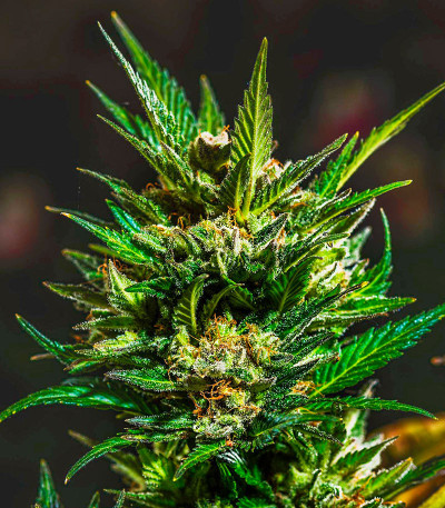 Сорт Apple Betty Auto fem (Herbies Seeds) Сорт Apple Betty Auto fem (Herbies Seeds) — изображение 4