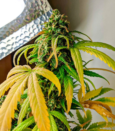 Сорт Apple Betty Auto fem (Herbies Seeds) Сорт Apple Betty Auto fem (Herbies Seeds) — изображение 6