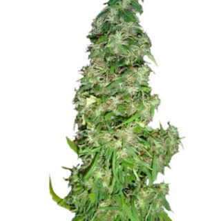 Сорт Mango Haze (Arjan's Ultra Haze #2) fem (GHS)