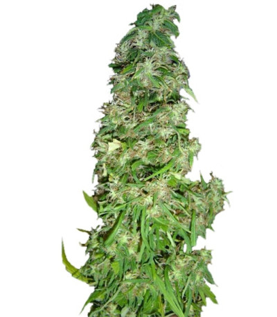 Сорт Mango Haze (Arjan's Ultra Haze #2) fem (GHS) Сорт Mango Haze (Arjan's Ultra Haze #2) fem (GHS)