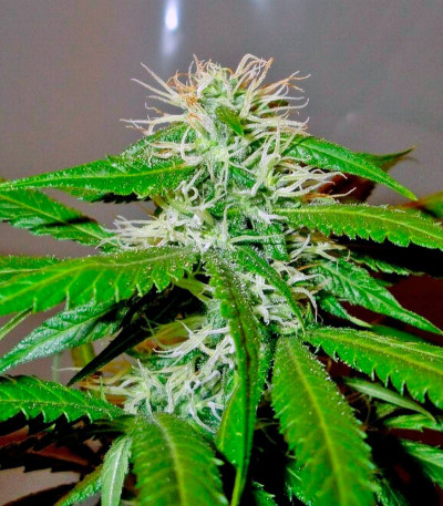 Сорт Mango Haze (Arjan's Ultra Haze #2) fem (GHS) Сорт Mango Haze (Arjan's Ultra Haze #2) fem (GHS) — изображение 7