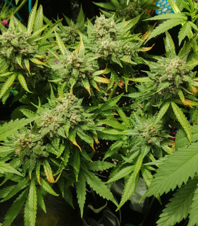 Сорт Auto Kryptonite fem (Pyramid Seeds) Сорт Auto Kryptonite fem (Pyramid Seeds) — изображение 4