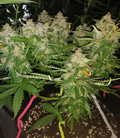 Сорт Auto Kryptonite fem (Pyramid Seeds) Сорт Auto Kryptonite fem (Pyramid Seeds) — изображение 6
