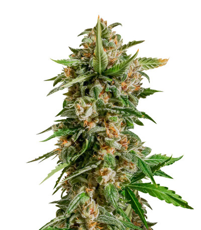 Сорт Auto Kryptonite fem (Pyramid Seeds) Сорт Auto Kryptonite fem (Pyramid Seeds)