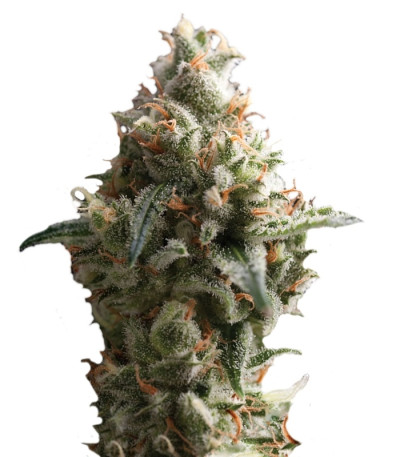 Сорт Auto Shark fem (Pyramid Seeds) Сорт Auto Shark fem (Pyramid Seeds)