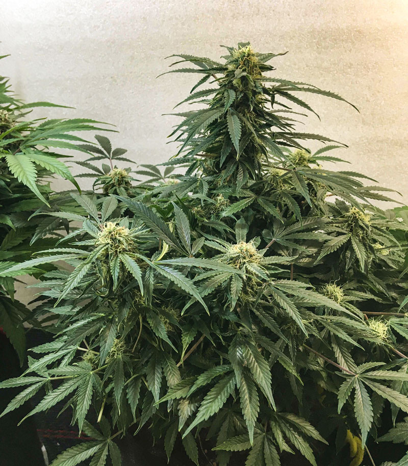 Сорт Auto White Widow fem (Pyramid Seeds) Сорт Auto White Widow fem (Pyramid Seeds) — изображение 4