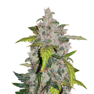 Сорт Auto White Widow fem (Pyramid Seeds) Сорт Auto White Widow fem (Pyramid Seeds)