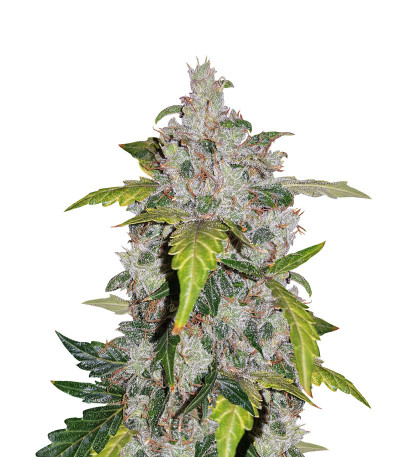 Сорт Auto White Widow fem (Pyramid Seeds) Сорт Auto White Widow fem (Pyramid Seeds)