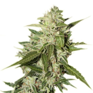 Сорт Auto Mazar fem (Dutch Passion) Сорт Auto Mazar fem (Dutch Passion)
