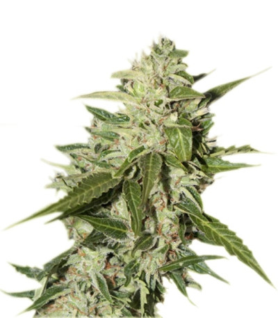 Сорт Auto Mazar fem (Dutch Passion) Сорт Auto Mazar fem (Dutch Passion)