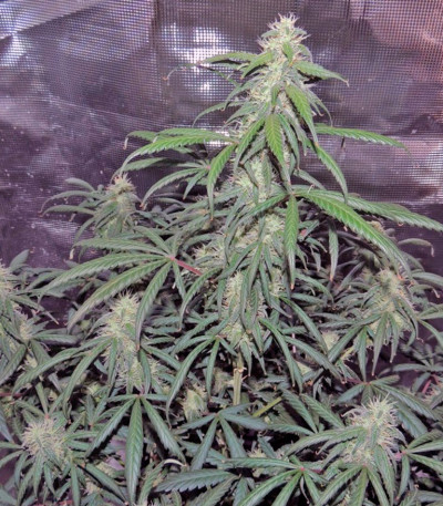 Сорт Auto Kryptonite fem (Pyramid Seeds) Сорт Auto Kryptonite fem (Pyramid Seeds) — изображение 2