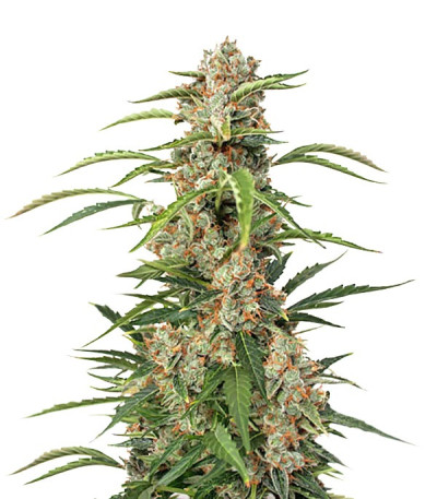 Сорт Auto Orange Bud fem (Dutch Passion) Сорт Auto Orange Bud fem (Dutch Passion)