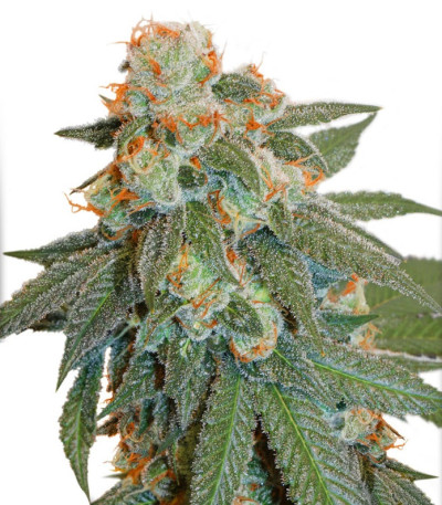 Сорт Auto Orange Bud fem (Dutch Passion) Сорт Auto Orange Bud fem (Dutch Passion) — изображение 3