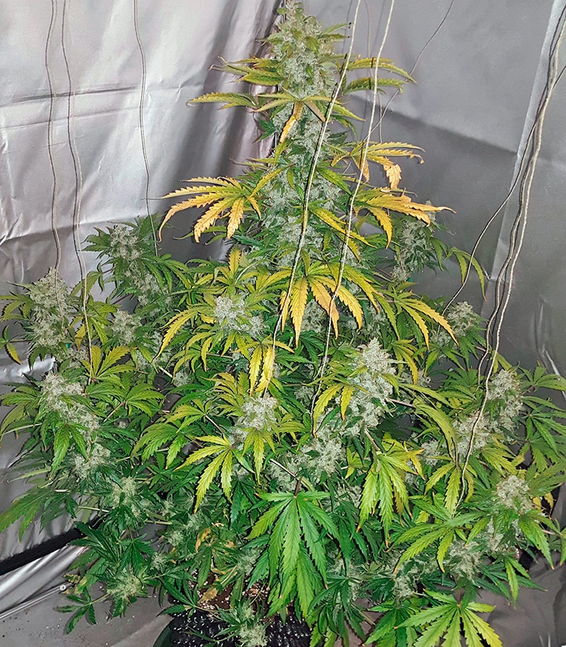 Сорт Auto White Widow fem (Pyramid Seeds) Сорт Auto White Widow fem (Pyramid Seeds) — изображение 7