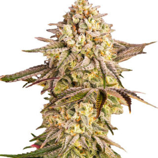 Сорт Blue Sunset Sherbert fem (Barney's Farm)