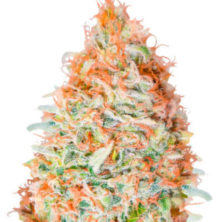 Сорт Banana Cookies fem (Advanced Seeds) Сорт Banana Cookies fem (Advanced Seeds)