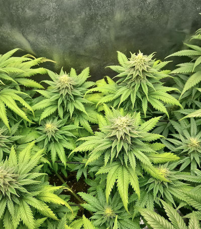 Сорт Big Bud Auto fem (Herbies Seeds) Сорт Big Bud Auto fem (Herbies Seeds) — изображение 6
