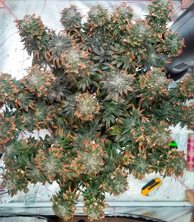 Сорт Big Bud Auto fem (Herbies Seeds) Сорт Big Bud Auto fem (Herbies Seeds) — изображение 4