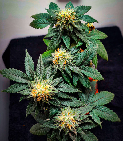 Сорт Big Bud Auto fem (Herbies Seeds) Сорт Big Bud Auto fem (Herbies Seeds) — изображение 5