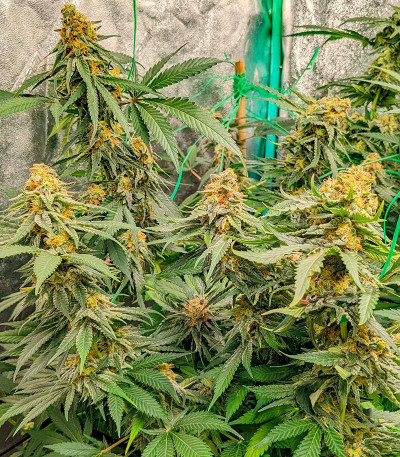 Сорт Big Bud Auto fem (Herbies Seeds) Сорт Big Bud Auto fem (Herbies Seeds) — изображение 3