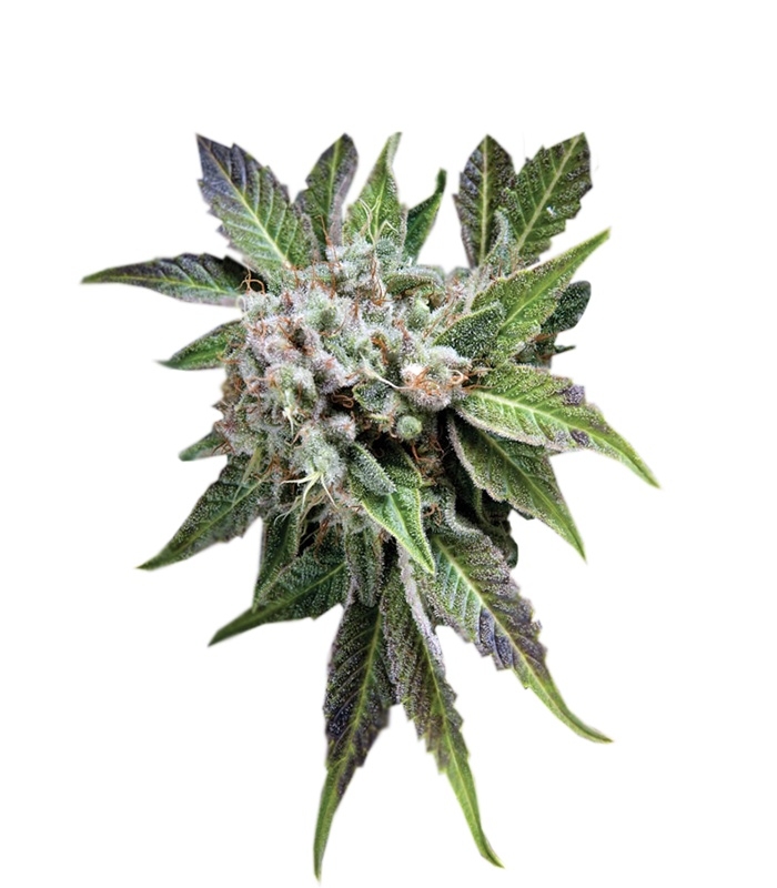 Сорт Blue Pyramid fem (Pyramid Seeds) Сорт Blue Pyramid fem (Pyramid Seeds)