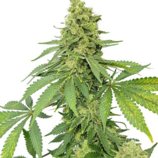 Сорт Blueberry Hill fem (Herbies Seeds)