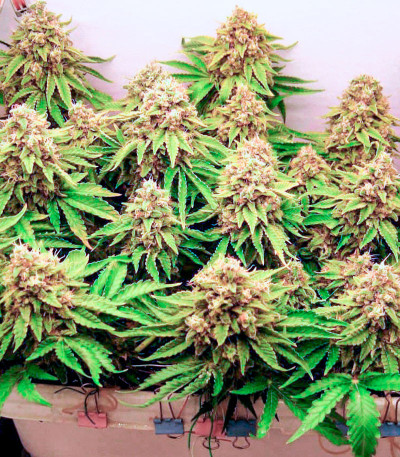 Сорт Bruce Banner fem (Cali Buds Seeds) Сорт Bruce Banner fem (Cali Buds Seeds) — изображение 7