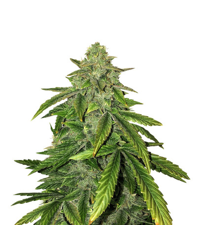Сорт Bruce Banner fem (Cali Buds Seeds) Сорт Bruce Banner fem (Cali Buds Seeds)