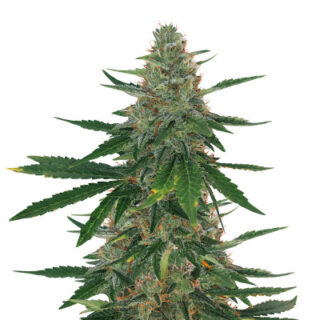 Сорт Bubba Slush fem (GHS)