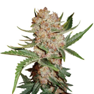 Сорт Bubblelicious Automatic fem (Nirvana Seeds) Сорт Bubblelicious Automatic fem (Nirvana Seeds)