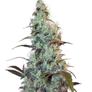 Сорт Bubblelicious fem (Nirvana Seeds)