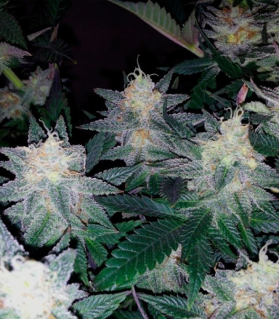 Сорт Caramelo fem (Delicious Seeds) Сорт Caramelo fem (Delicious Seeds) — изображение 2