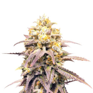 Сорт Critical Super Silver Haze fem (Delicious Seeds)