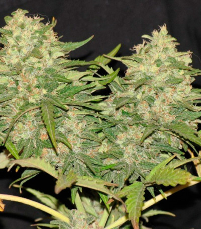 Сорт Critical Super Silver Haze fem (Delicious Seeds) Сорт Critical Super Silver Haze fem (Delicious Seeds) — изображение 3