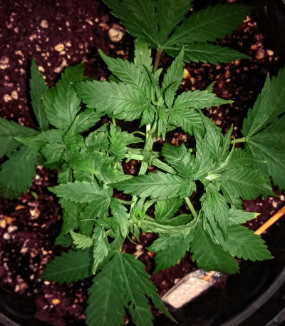 Сорт Chrystal fem (Nirvana Seeds) Сорт Chrystal fem (Nirvana Seeds) — изображение 3