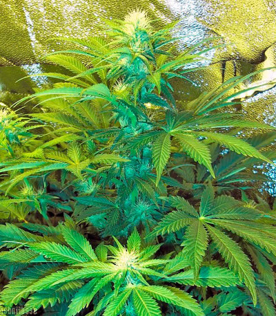 Сорт Chrystal fem (Nirvana Seeds) Сорт Chrystal fem (Nirvana Seeds) — изображение 4