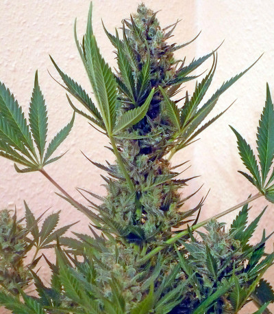 Сорт Chrystal fem (Nirvana Seeds) Сорт Chrystal fem (Nirvana Seeds) — изображение 5