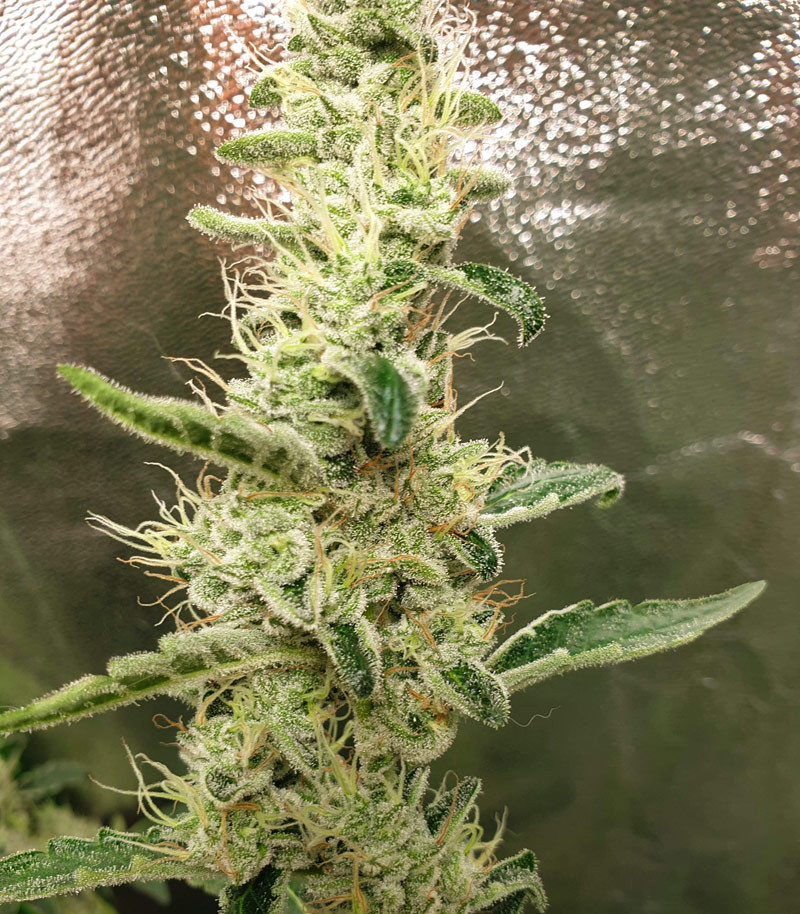 Cорт Cookies USA fem (Pyramid Seeds) Cорт Cookies USA fem (Pyramid Seeds) — изображение 4