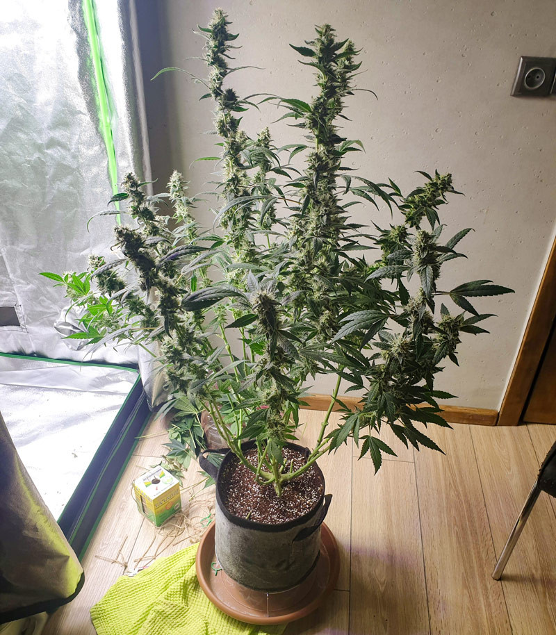 Cорт Cookies USA fem (Pyramid Seeds) Cорт Cookies USA fem (Pyramid Seeds) — изображение 5