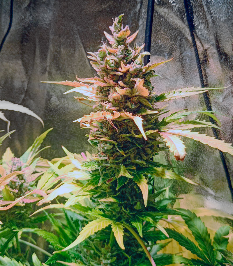 Cорт Cookies USA fem (Pyramid Seeds) Cорт Cookies USA fem (Pyramid Seeds) — изображение 6
