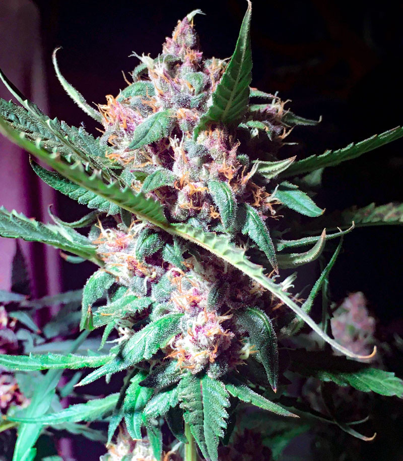 Cорт Cookies USA fem (Pyramid Seeds) Cорт Cookies USA fem (Pyramid Seeds) — изображение 7