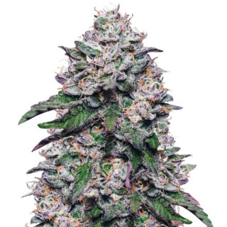 Cорт Cookies USA fem (Pyramid Seeds)