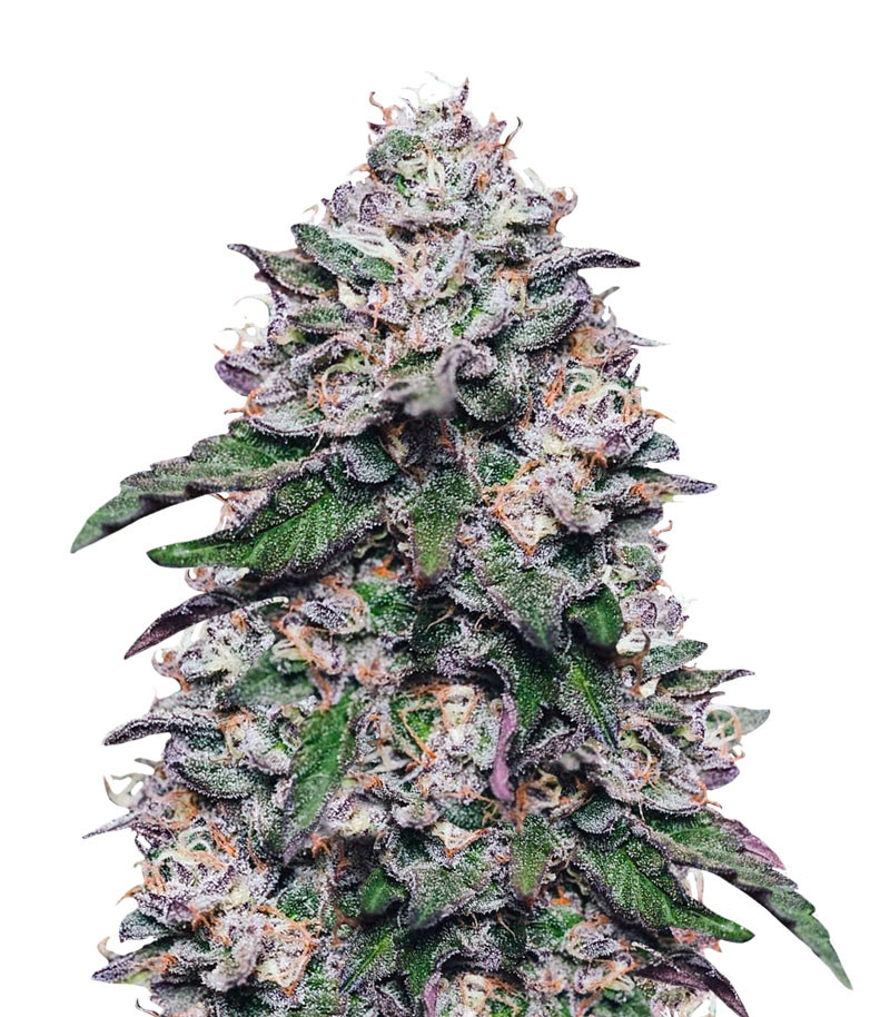 Cорт Cookies USA fem (Pyramid Seeds) Cорт Cookies USA fem (Pyramid Seeds)