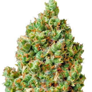 Сорт Critical Kush fem (Barney's Farm) Сорт Critical Kush fem (Barney's Farm)