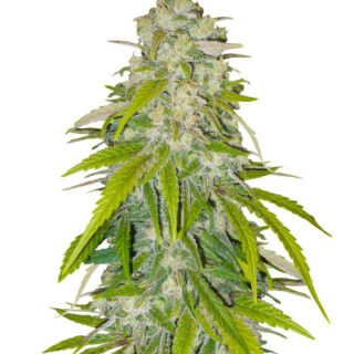 Сорт Critical XXL fem (Herbies Seeds) Сорт Critical XXL fem (Herbies Seeds)