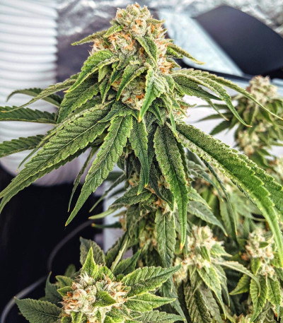 Сорт Delicious Cookies fem (Delicious Seeds) Сорт Delicious Cookies fem (Delicious Seeds) — изображение 3
